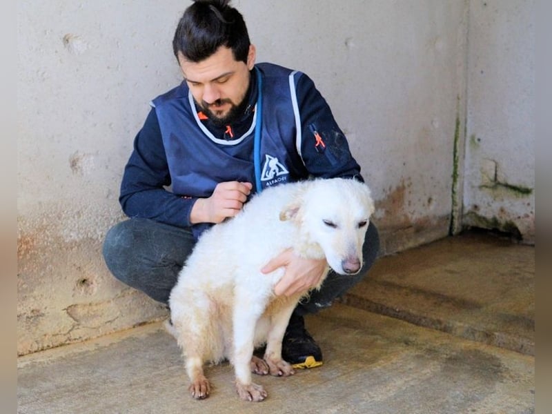 Adryelle - Lebensfreude auf vier Pfoten