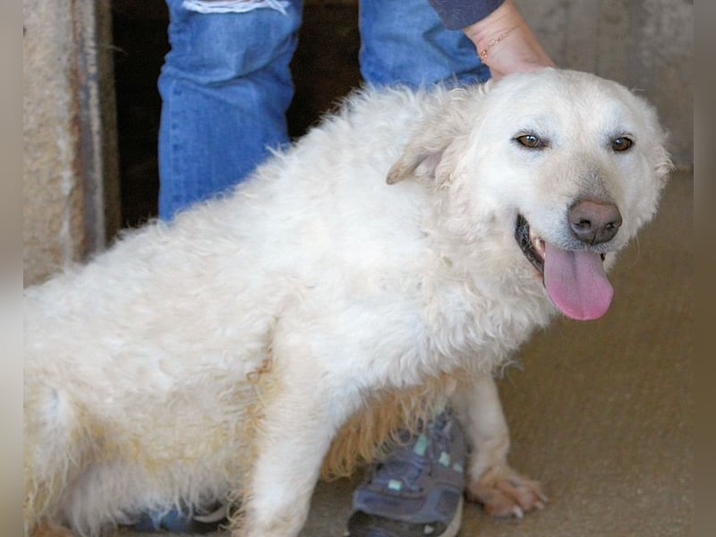 Adryelle - Lebensfreude auf vier Pfoten