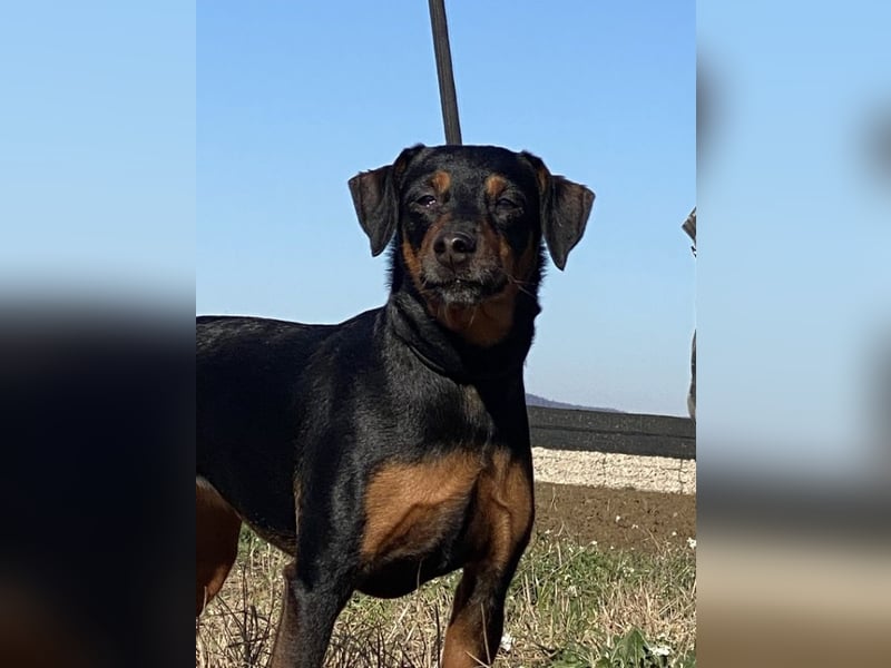 Anny - Ältere Hundedame sucht ihren Prinzessinnenplatz