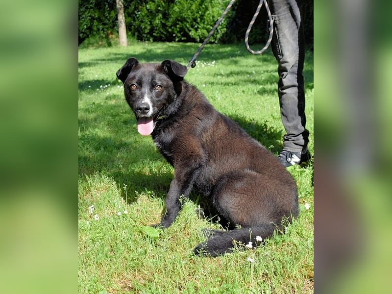 Mansour - einer unter 700 im Hundelageralltag