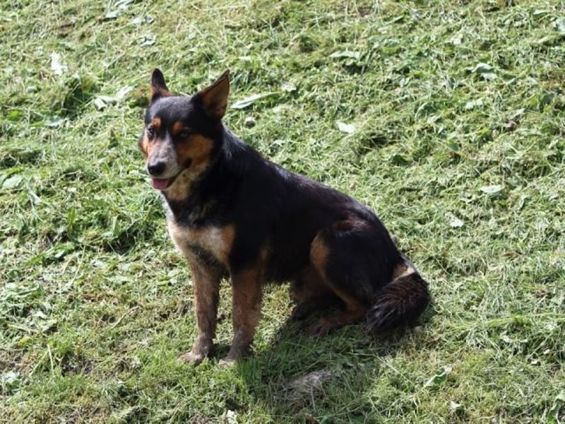 Parzifal - Ach, du heiliger Kauknochen ...!