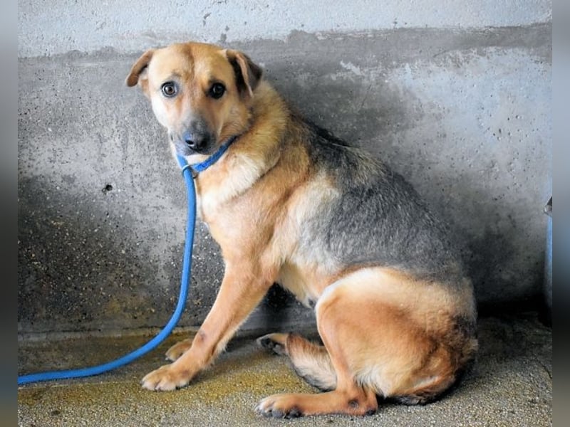 Alphonza - "...alles Gedeihen beruht auf Geduld..."