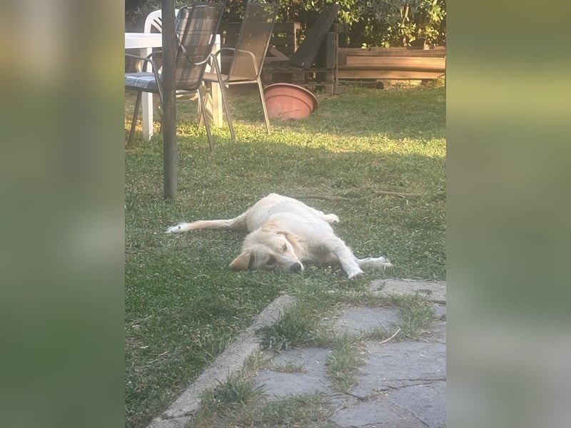 Maja - (Dringend Zuhause oder Pflegestelle gesucht) Wer kennt nicht die Biene Maja?