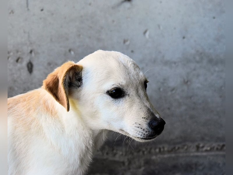 Elvio - seine Mut-Münzen sind fast aufgebraucht
