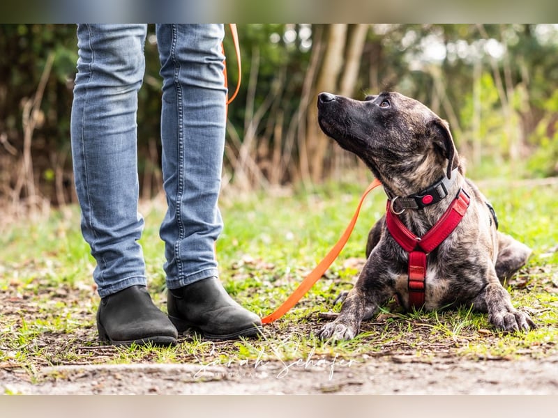 Branson - (DRINGEND Zuhause gesucht) taut langsam auf und sucht Menschen mit Zeit