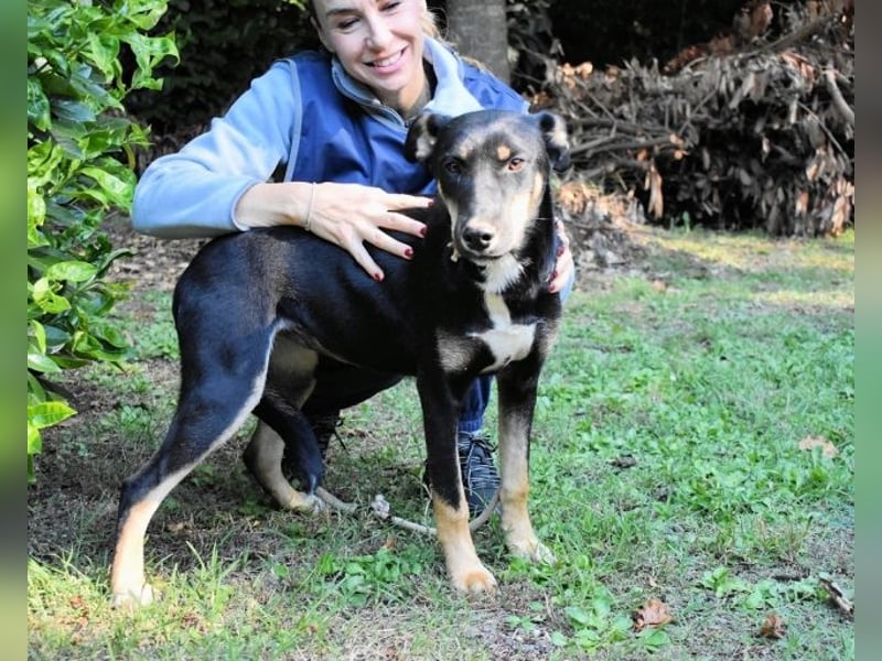 Damiana - ein schüchternes Hundemädchen sucht Sicherheit