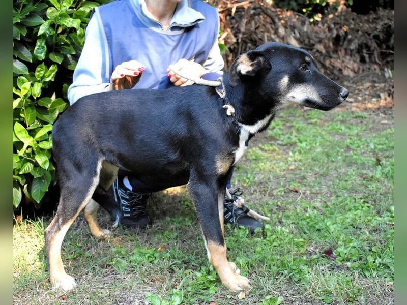 Damiana - ein schüchternes Hundemädchen sucht Sicherheit