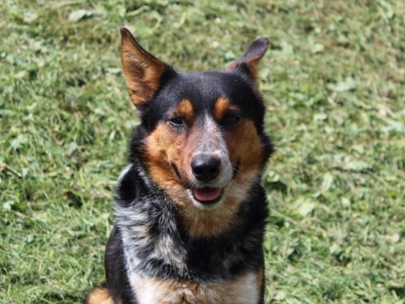 Parzifal - Ach, du heiliger Kauknochen ...!