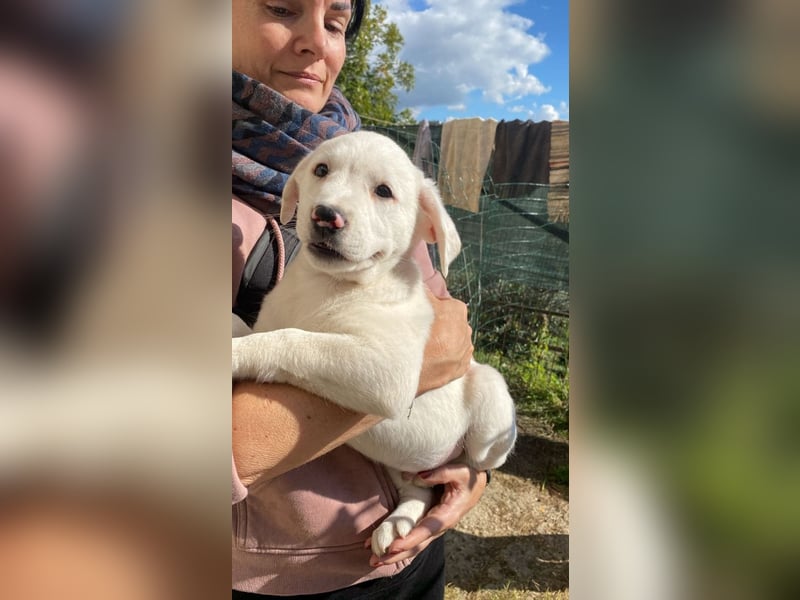 Ivo - (Dringend Pflegestelle oder Zuhause gesucht) Neunmal werden wir noch wach...