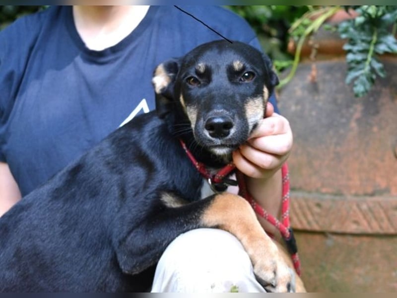 Damiana - ein schüchternes Hundemädchen sucht Sicherheit