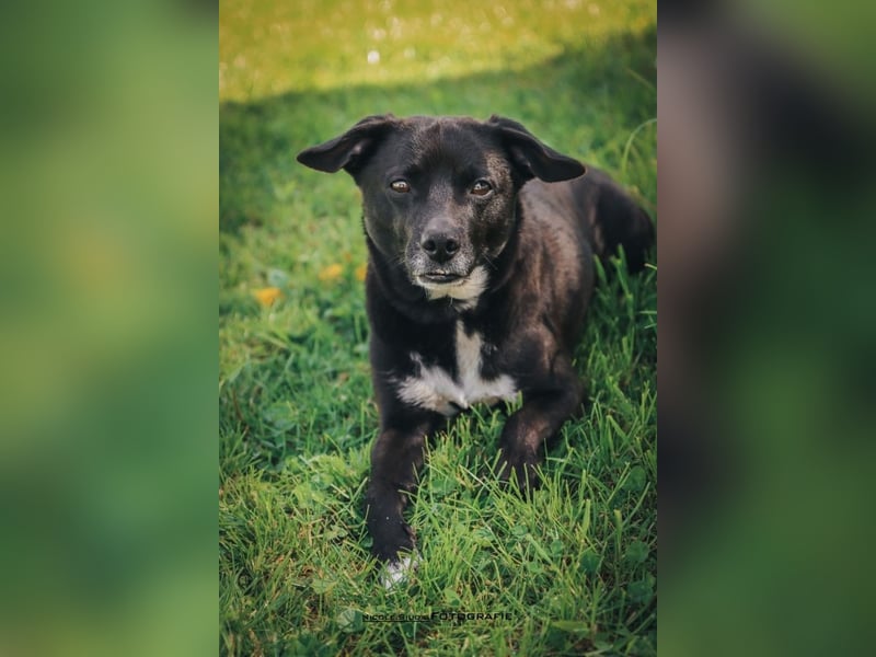 Nikulas - Hallo neues Glück!