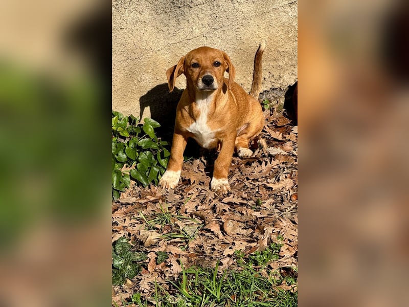 Sandorah - (Dringend Pflegestelle oder Zuhause gesucht) Wo darf ich ankommen?