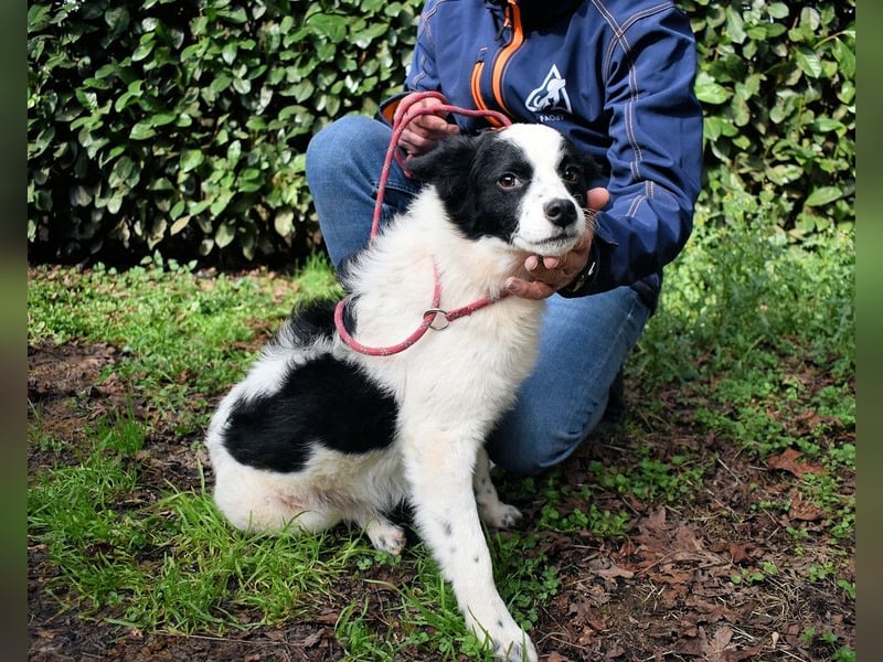 Crix - Hat seine Fledermausohren auf Empfang