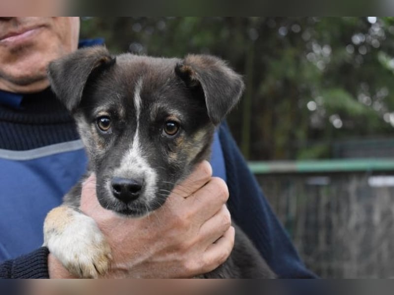 Virox - Kuckuck...hallo...sind da draußen Menschen?