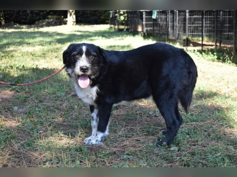Dino - Gentleman auf Irrwegen