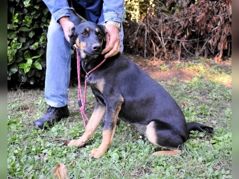 Djamica - fröhliche Junghündin mit offenem Herzen