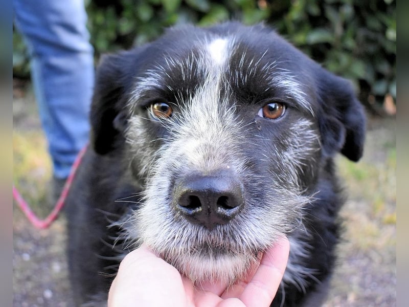 Dino - Gentleman auf Irrwegen