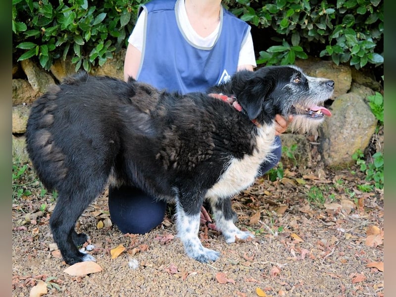 Dino - Gentleman auf Irrwegen