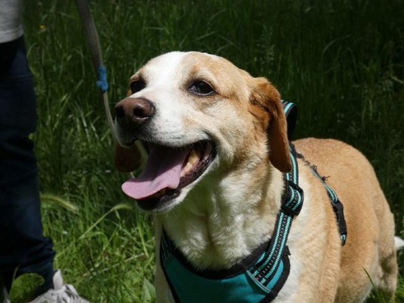 Chucky - NOTFALL - armes kleines Häschen