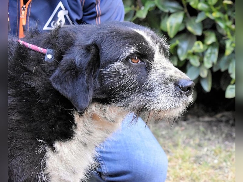 Dino - Gentleman auf Irrwegen