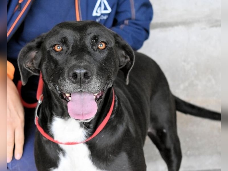 Perlyn - Charmante Ex-Sommerfigur mit Modelpotenzial