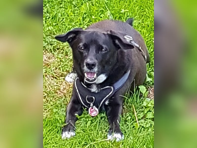 Nikulas - Hallo neues Glück!