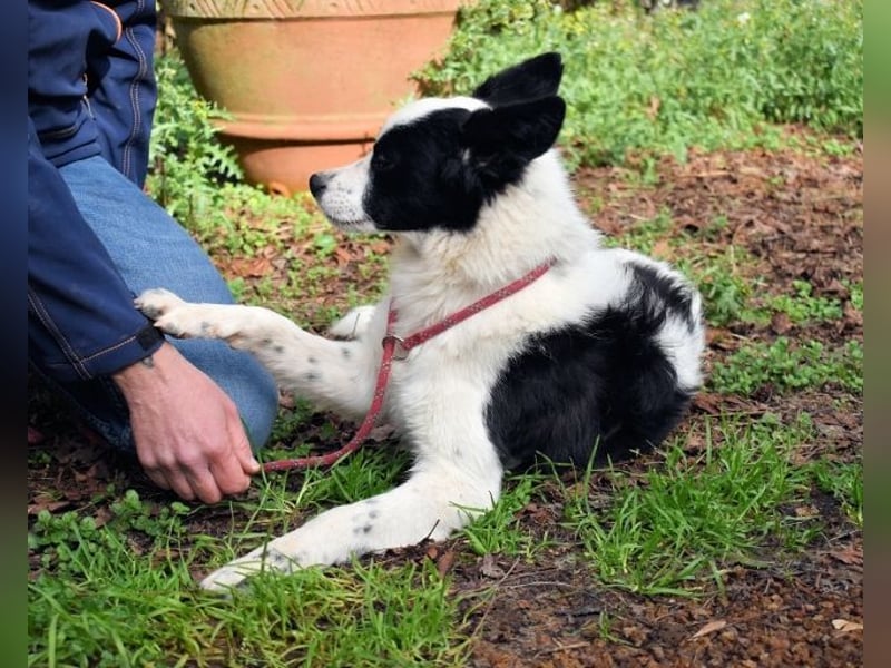 Crix - Hat seine Fledermausohren auf Empfang