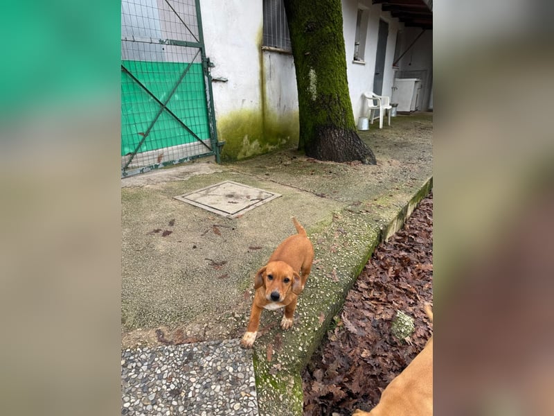 Sandorah - (Dringend Pflegestelle oder Zuhause gesucht) Wo darf ich ankommen?