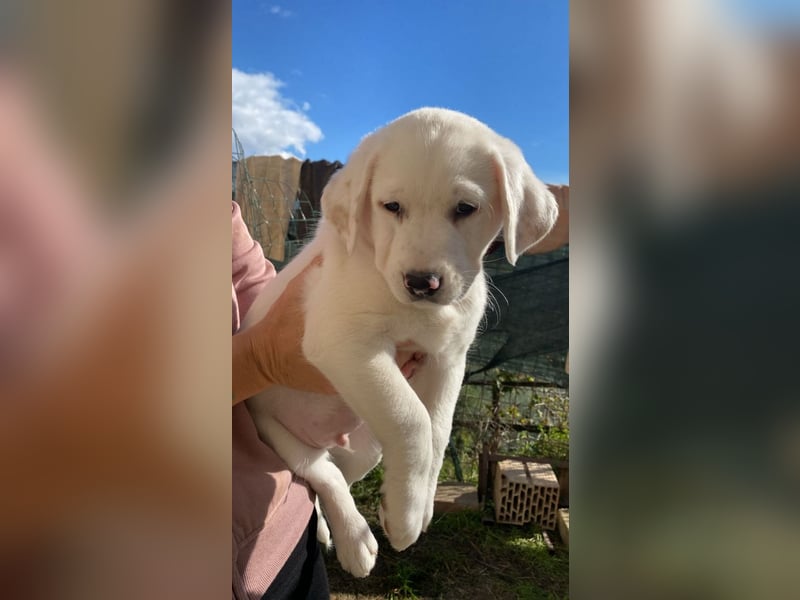 Ivo - (Dringend Pflegestelle oder Zuhause gesucht) Neunmal werden wir noch wach...