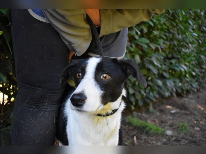 Halcyon - Ein böser Traum, Halcyon, nur ein böser Traum?