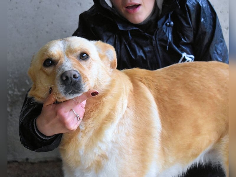 Sigrid - es ist wankelmütig, dieses Schicksal