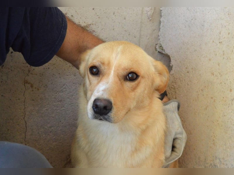 Sigrid - es ist wankelmütig, dieses Schicksal