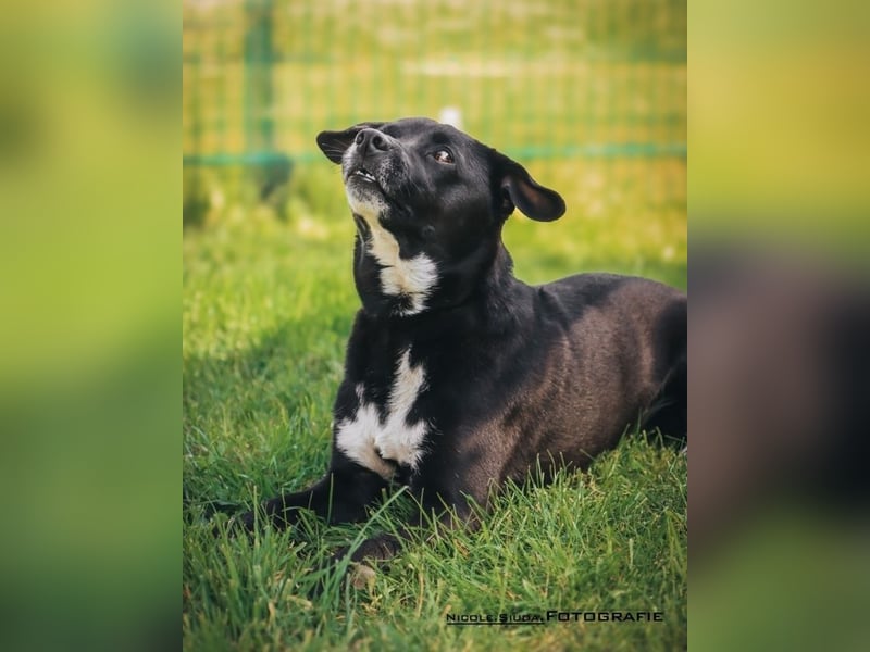 Nikulas - Hallo neues Glück!