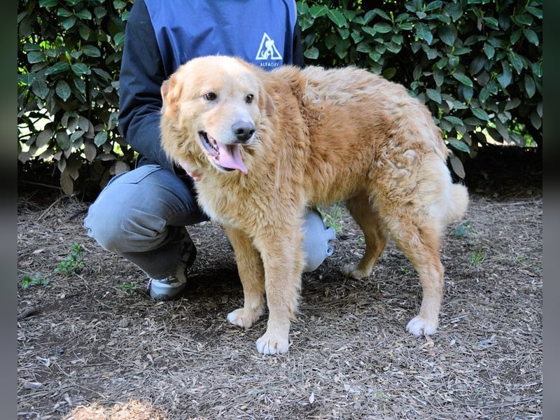 Gibble - Wie ein Wort, das auf der Zunge liegt ...