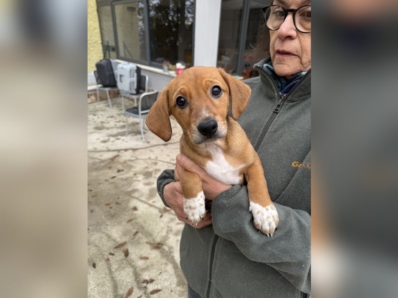 Sandorah - Rehbraunes Stückchen Zucker