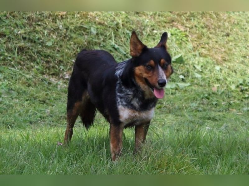 Parzifal - Ach, du heiliger Kauknochen ...!