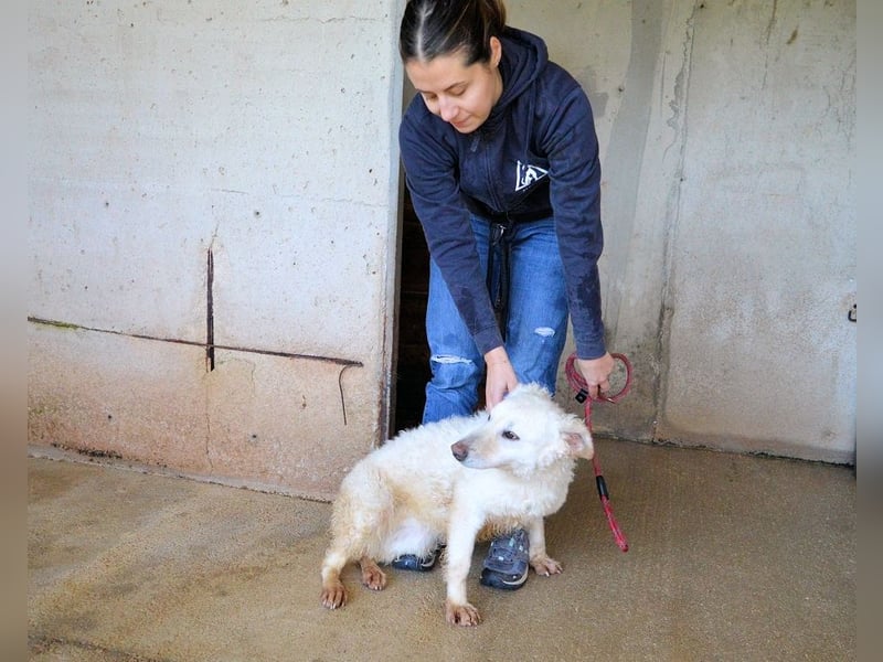Adryelle - Lebensfreude auf vier Pfoten