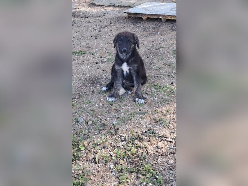 Lino - Der eifrige Beschützer