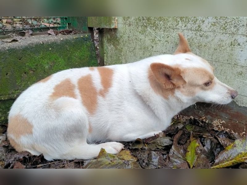 Shylyn - Es war einmal ...