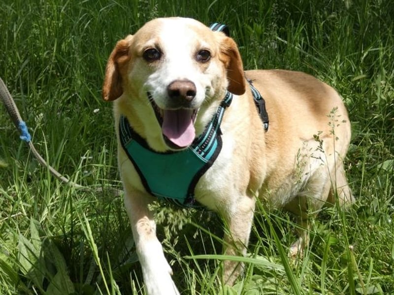 Chucky - NOTFALL - armes kleines Häschen