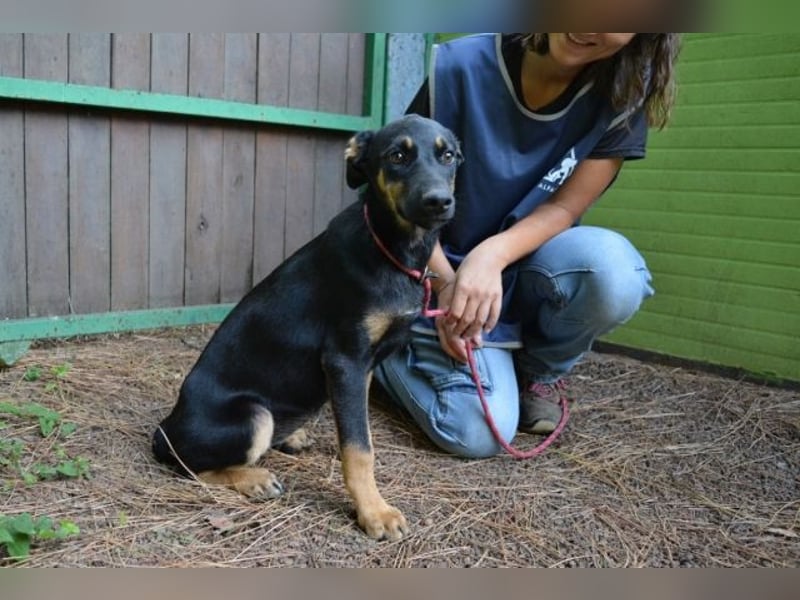 Djamica - fröhliche Junghündin mit offenem Herzen