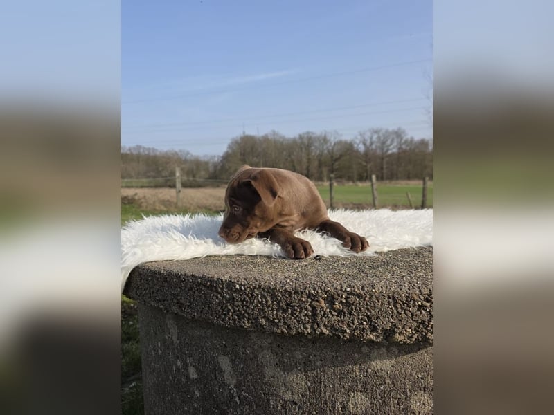 Liva - Also ehrlich, wir sind doch nur Babys!