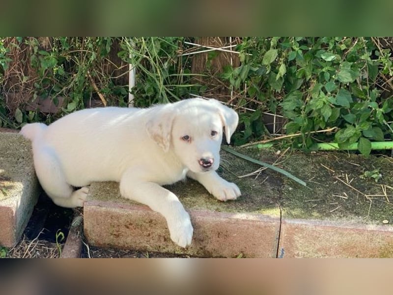 Ivo - (Dringend Pflegestelle oder Zuhause gesucht) Neunmal werden wir noch wach...