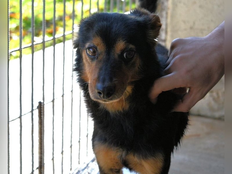 Grigor - Kleiner Angsthase sucht großes Verständnis