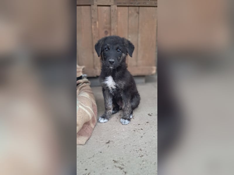 Lino - Der eifrige Beschützer