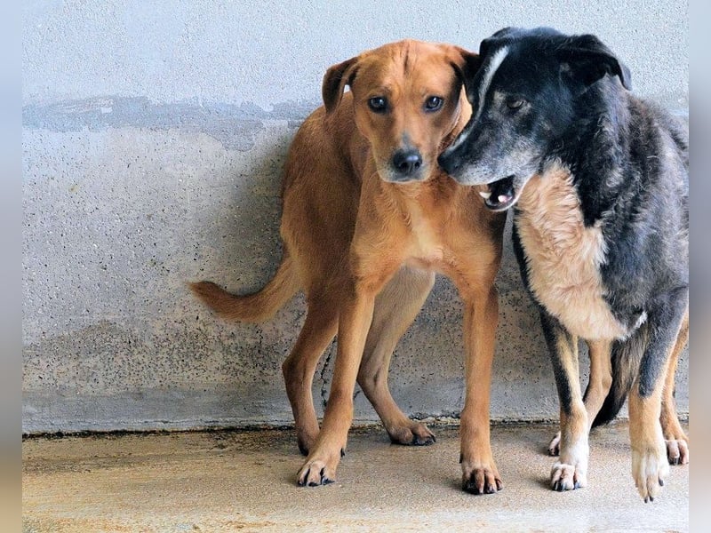 Idalee - Die Wunde namens Zeit