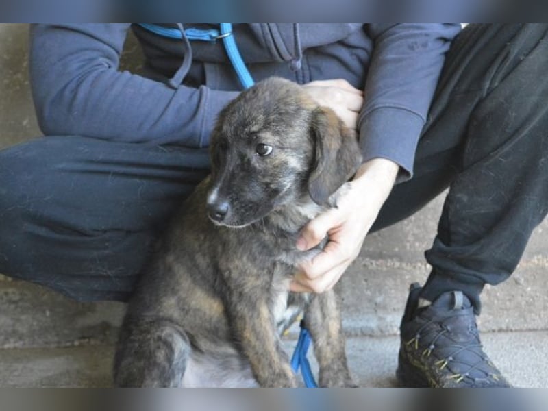 Glyrisse - zarter Hilferuf aus dem Hundegefängnis