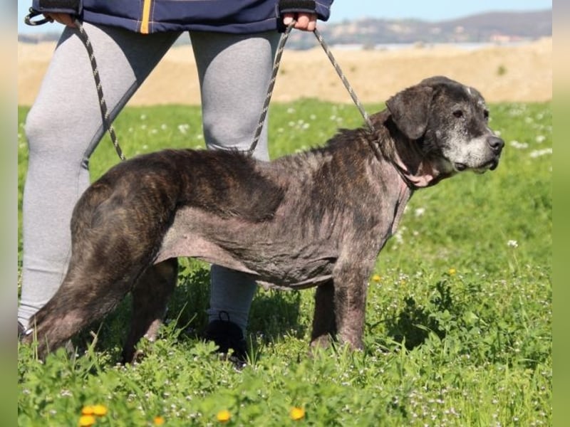 Gweni - SOS - Hoffnung auf ein Ende der Odyssee