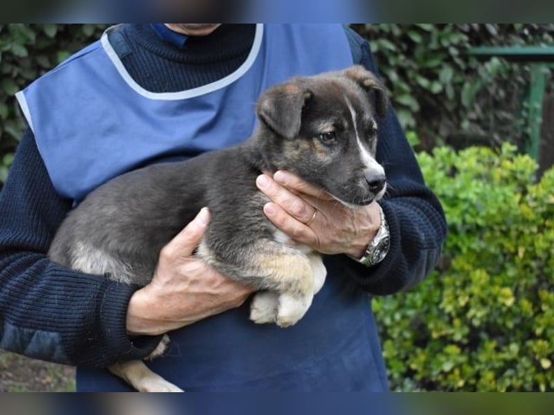 Virox - Kuckuck...hallo...sind da draußen Menschen?