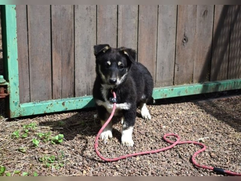 Vessilia - Kuckuck...hallo...sind da draußen Menschen?